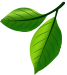 plantation