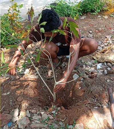 planatation
